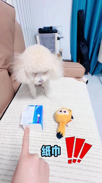 家人们帮我看看这狗子是不没救了#狗狗🐶 #纸巾萝卜 #小狗可以治愈一切 #家里养的萌宠 #家有毛孩子 @抖音创作小助手