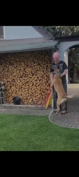 巴顿训犬教学#马犬训练