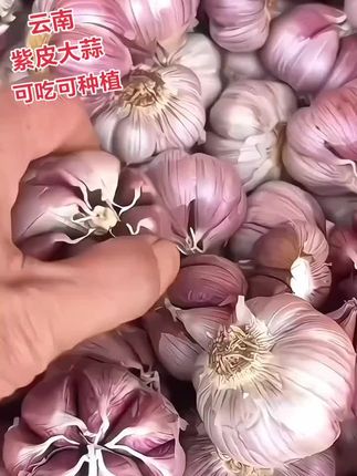 云南紫皮大蒜,辛辣味浓郁,#很好吃 #优质农产品 #口感非常好 #快来一起尝个鲜