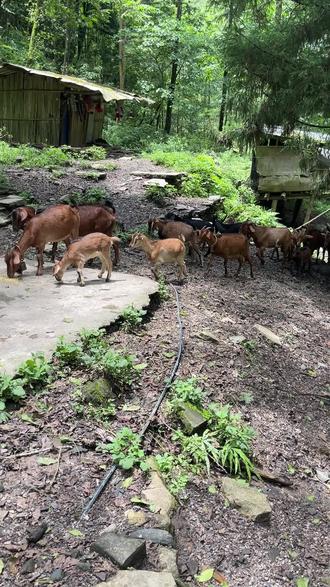 重生之-我在大山放羊🐑