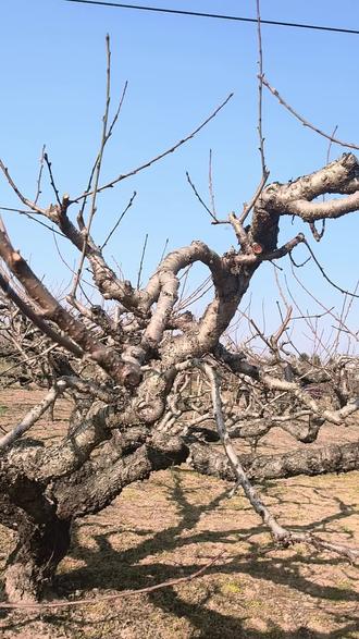 跑了几十亩也木找到一个桃枭……