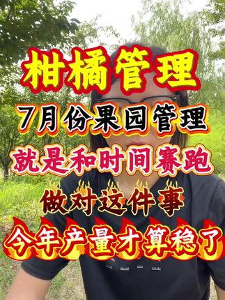 7月膨果你做错,一年到头白忙活#柑橘 #柑橘膨大#柑橘管理技术 #转色增甜