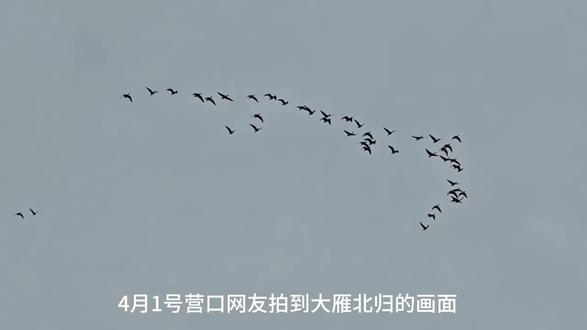 大雁北归!你知道吗大雁南飞可以飞到澳大利亚和非洲!#人与自然和谐共处 #大雁北归