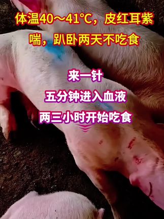 #养猪人加油干 #养猪人不容易 #所有养猪人 #养猪技术 #猪高热混感