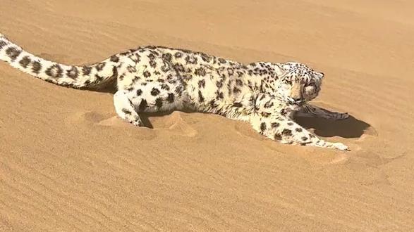 雪豹误入库木塔格沙漠,多方合力成功救援 #雪豹 #新疆库木塔格沙漠 #动物世界