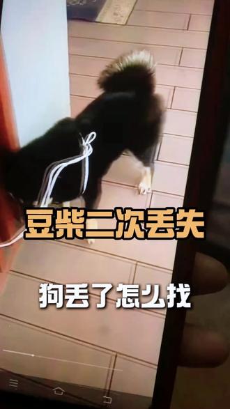 狗丢了怎么找?小豆柴48小时内跑丢俩次,终被安全寻回。#狗丢了怎么找 #找狗 #寻狗 #寻宠团队 #宠物侦探