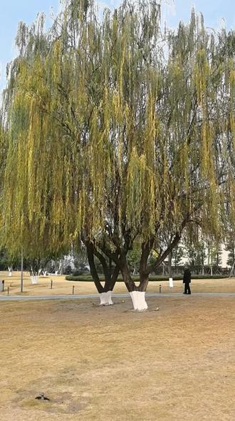 现金流指数能战胜红利指数吗?#投资#红利#现金流#定投#投资有风险理财需谨慎