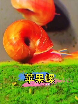 苹果螺,不用费心照料,给点阳光就灿烂,看它们伸着小小的触角探索世界,连时光都变得软软糯糯。养一缸苹果螺吧,让这些迷你小生命,把日子过成散文诗。#苹果螺#鱼缸里的大自然 ,#螺,#养鱼 ,#无限回购的宝藏单品