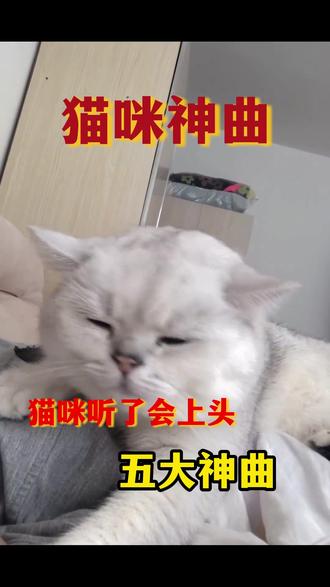 猫界神曲‼️猫听了这五首曲子,瞬间嗨翻天 #养猫人 #小猫咪 #猫猫 #猫咪听的歌