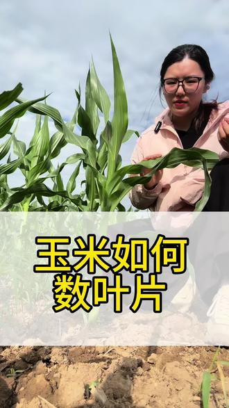 玉米如何数叶片?这两种方法您知不知道?#玉米 #数叶片 #玉米化控 #三农知识 #玉米种植