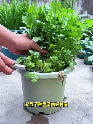 喜欢吃香菜的,试试这个香菜新品种吧!它四季都能种,比普通香菜提前半个月采收,香菜味浓郁 ,种植也简单,撒上种子浇水就可以,自己种点又新鲜 ,随种随采#香菜 #香菜种子 #在家种菜 #蔬菜种子