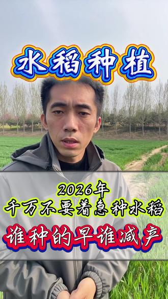 2026年千万不要着急种水稻 谁种的早谁减产 #水稻高产#水稻高产技术#水稻种植技术#水稻水肥管理#水稻育苗技术