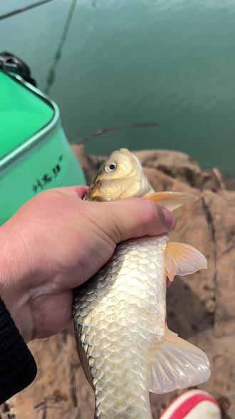 宁静的大山里,不知名的水库,我那激情四溢的狩猎灵魂 #钓鱼