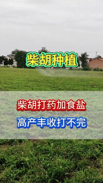 柴胡打药加食盐高产丰收拉不完#柴胡种植 #柴胡种植管理 #药材种植 #中药材种植