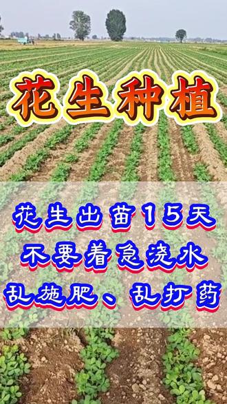 花生出苗15天不要着急浇水乱施肥、乱打药 #花生 #花生种植 #花生管理 #花生高产 #三农