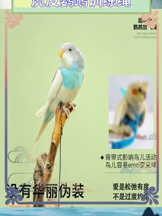 虎皮鹦鹉训练绳轻。不伤脚设计保护鸟。背带舒适贴合身形。放飞专用安全可靠。遛鸟神器实用便捷。训练效果明显提升。户外使用安心无忧。携带轻便易于操作。鹦鹉外出必备装备。#鹦鹉训练 #宠物安全 #鸟宠用品 #户外遛鸟