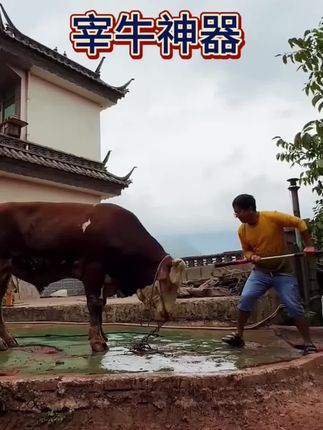 #屠宰场 #高性能实用工具 #肉牛养殖场 #农村养殖生活