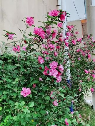 #木槿花树苗#耐寒品种南方北方都可以种植盆栽#盆栽地栽阳台庭院小区绿化苗木