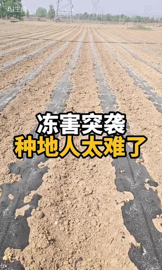 冻害突袭,种地人太难了!#冻害 #冻害补救 #倒春寒