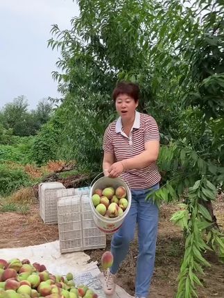妈耶!我还是第一吃到这种脆蜜青桃真的巨好吃,原来它是青脆蜜桃耶!竟然会有这么好吃的蜜桃!真是又脆又甜爱吃脆桃桃可以尝尝呀。 #优质农产品 #脆甜多汁 #快来一起尝个鲜 #应季水果 #脆蜜桃