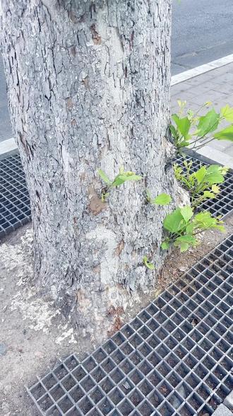 “该生长的地方被抑制,不该生长的地方就该乱冒芽了”
行道树顶端被砍秃后,主干自下而上长出很多小枝芽,这是由于顶端优势的解除以及植物激素的调节作用。
顶端优势是指植物顶芽优先生长而侧芽受抑制的现象。顶芽产生的生长素向下运输,积累在侧芽部位,使其生长素浓度过高,从而抑制侧芽生长。当行道树顶端被砍秃,顶芽被去除,生长素的合成和极性运输受阻,顶端优势解除。
同时,植物激素会进行重新分布和调节。生长素的减少会影响细胞分裂素的合成与分布,两者比例改变,促进侧芽细胞分裂和生长。而且,植物受损后会启动补偿生长机制,将更多营养物质和生长信号导向侧芽。这些因素共同作用,使得原本受抑制的侧芽得以解除抑制,开始生长发育,于是主干自下而上长出了很多小枝芽,以维持植物的生长和发育,适应环境变化。#植物科普 #顶端 #激素 #补偿 #自然法则