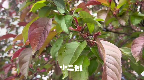 谷雨·植物书签🔖#谷雨