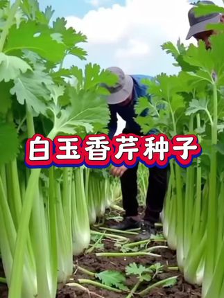 你可能没有见过的白芹种子来了,它好种植好管理~#蔬菜种子#白芹菜种子#三农