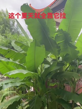 #好物推荐🔥 #干活分享 #茶