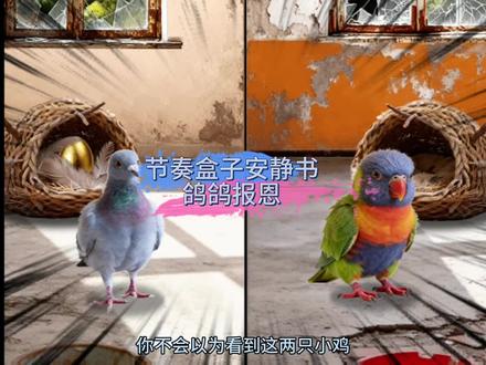 鸽鸽报恩##节奏盒子安静书 ##抖音小游戏