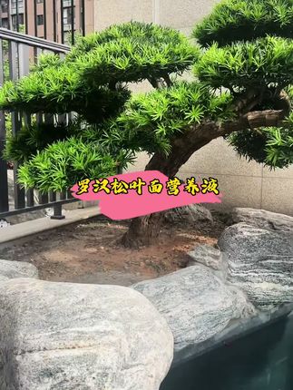 夏季炎热用对肥,预防黄叶的同时还会越长越茂盛#罗汉松 #罗汉松养护 #罗汉松叶面肥 #罗汉松营养液