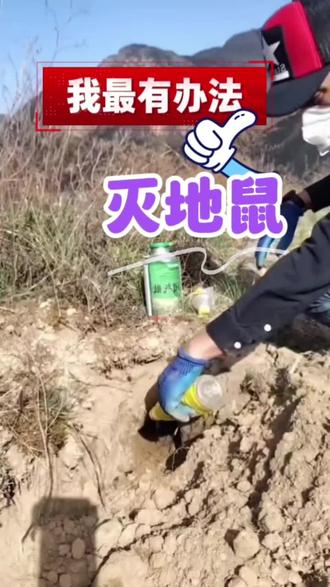 灭地鼠我要招#农业 #农民 #灭鼠方法