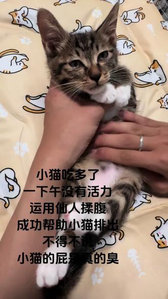 小猫你的屁是真的臭!#小猫咪能有什么坏心眼
