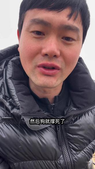 不要给狗加粮了,真的容易撑坏狗狗#狗狗