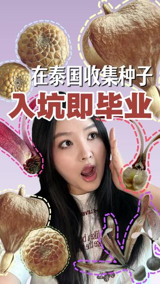 曼谷热带种子get清单
在种子爱好者的收集圈,有些种子是随处可见的'入门款',但有些来自热带或者特定季节落下的的'毕业级'种子,获得真的全靠运气。
#泰国 #植物 #种子 #与植物一起生活 #标本