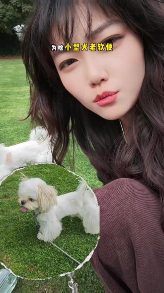 软便脆皮小狗,换这款粮试试 #狗狗 #麦富迪乐活冻干狗粮 #马尔泰 #宠物好物 #吃货狗