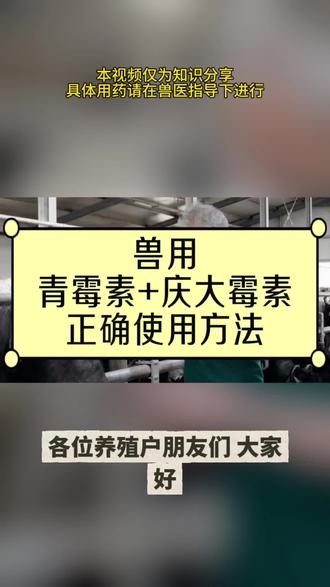 兽用青霉素和庆大霉素正确使用方法#兽药 #牛羊养殖 #猪 #宠物 #养殖