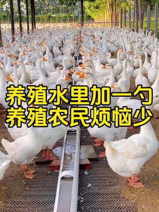 #养鸡技术 #养殖技术 #三农养殖 #农村养殖 #鸡鸭鹅养殖