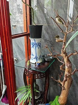 金青大唱饲料#非物质文化遗产手工制作 #传统手工艺 #广州初记精品鸟笼 #绣眼金青通用型鸟笼#广笼