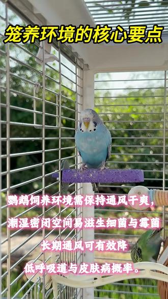 笼养环境的核心要点#鹦鹉的幸福生活 #萌宠短视频 #养鸟日常 #治愈系小鸟