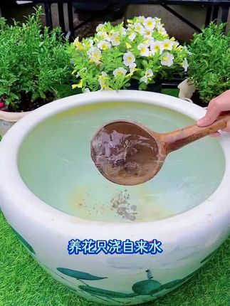 #养花小知识 #花卉绿植 #强烈推荐 #种植小技巧
