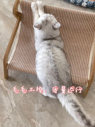 自己的沙发随便抓!#猫咪的日常 #猫咪睡姿 #创作灵感 #宠物沙发