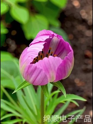 【真防脱真育发】荷馨防脱育发洗发水洗发露养护头皮稳固发根dsp#好物#好物推荐