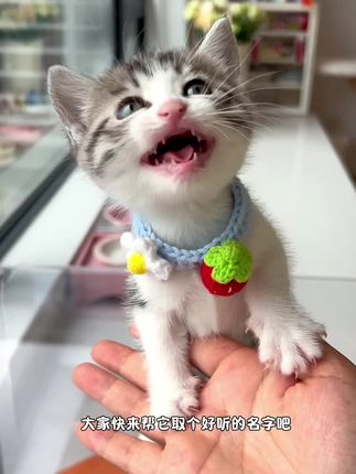 小西米是只淘气喵