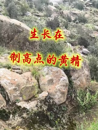 #西藏#黄精#农产品