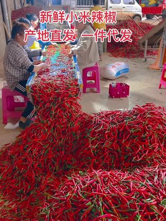 一件代发开始咯,需要的老板来#小米辣#小米椒#辣椒 #无辣不欢