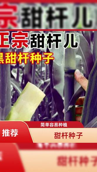 黑甜杆种 【抢!超值3包黑甜杆种子】春播清甜爽口黑甜杆四季可种植南北种植#种植好物 #春播种子 #种植技术 #清甜黑甜杆 #四季种植