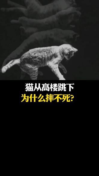 猫从高楼跳下为什么摔不死#知识科普 #涨知识