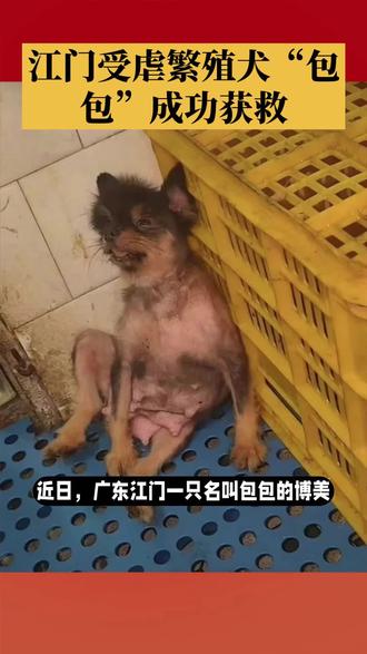 泪目!江门繁殖犬包包终于脱离苦海✨
标签:#狗狗救助 #反对商业繁殖 #愿世间所有狗狗被温柔以待 #江门狗狗#关注流浪动物拒绝弃养