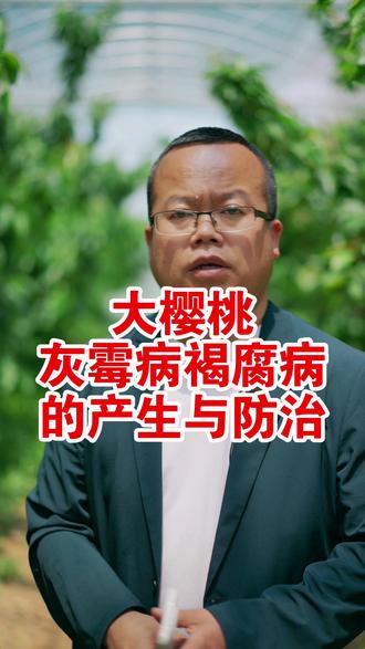 大樱桃灰霉病褐腐病的产生与防治方法 大樱桃灰霉病、褐腐病在大多数棚内低温高湿的环境容易发生,露天发生较少,如何防治,请看视频!#大樱桃灰霉病 #铜川大樱桃 #大樱桃种植管理 #樱桃熟了问你摘不摘 #这也能开播 @DOU+小助手