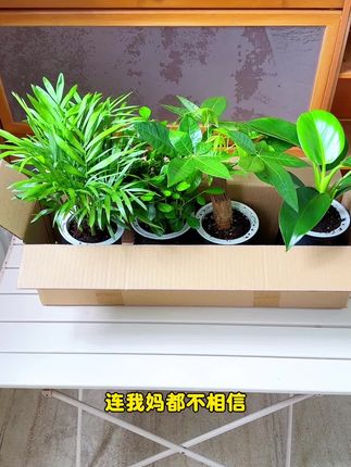 快看看这个#绿植四件套 十分好看 内含#发财树#九里香#富贵椰子#金钻 很好养护